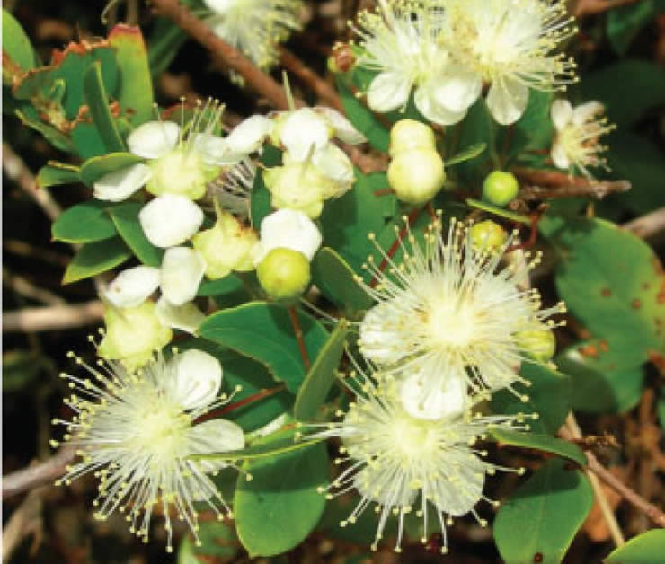 Plantas aromáticas e medicinais da Mata Experimental do Escaroupim e do Campo de Tiro