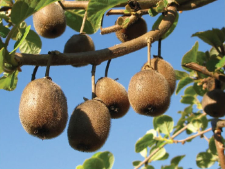 PSA nos kiwis ameaça produção nacional PSA nos kiwis ameaça produção nacional