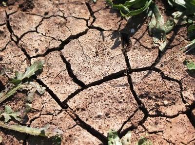 40% dos solos em todo o mundo estão degradados