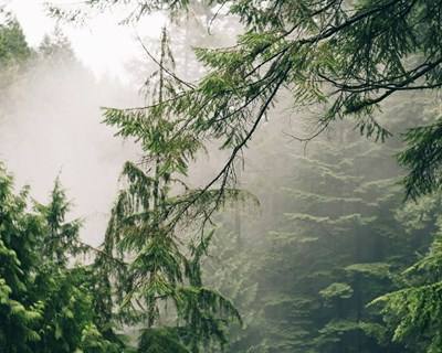 €500 milhões de apoios comunitários para investimentos na floresta