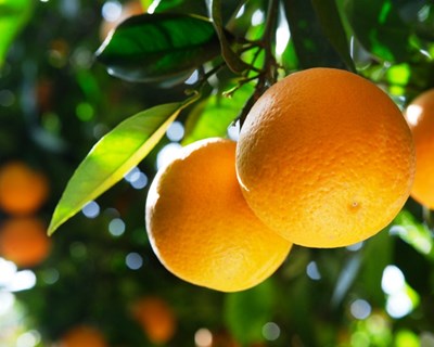 À descoberta da Rota da Laranja em São Pedro do Sul