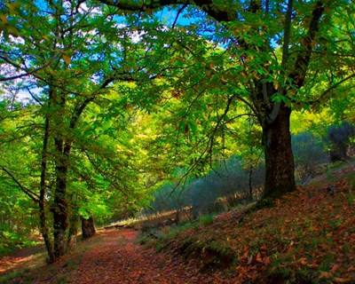 “A Floresta em Portugal - um apelo à inquietação cívica”