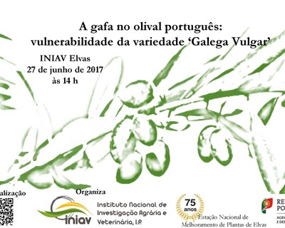 “A gafa no olival português” em reflexão em Elvas