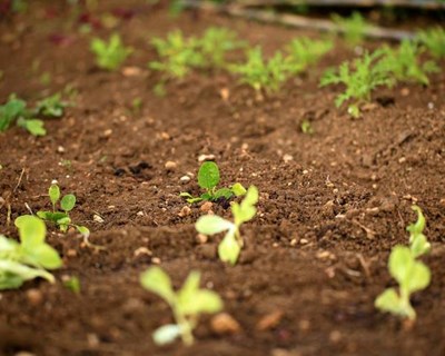 “A Nova Agricultura e o Desafio da Sustentabilidade” em debate