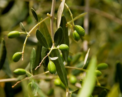A nutrição e fertilização no olival