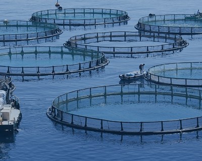 A visão do leigo sobre Aquacultura: os benefícios