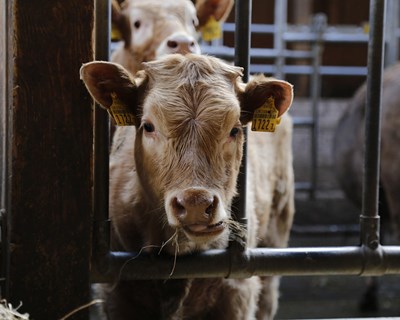 Abate de bovinos cresce 4,1% nos Açores