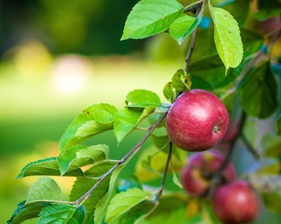 Aberta a temporada da exportação da maçã portuguesa