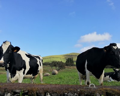Abertas as candidaturas aos prémios por vaca em aleitamento e vaca leiteira