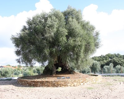 Abrantes: oliveira mais antiga do país candidata a Árvore do Ano
