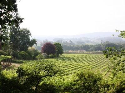 Academia do Vinho Verde promove formação para viticultores