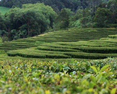 Açores: €1,5 milhões para investimentos em armazenamento de água nas explorações agrícolas