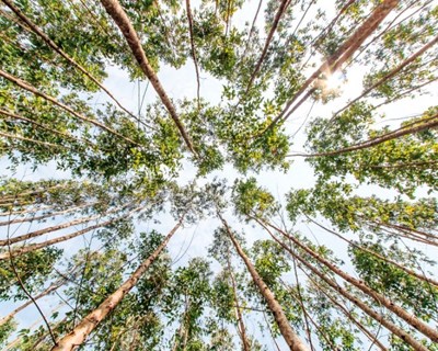 Açores acolhem Congresso Mundial de Vigilantes da Natureza em 2022