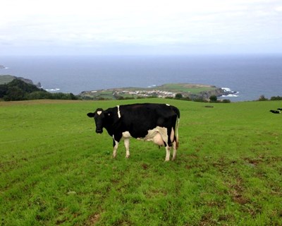 Açores: agricultores estimam quebra de produção de leite até 40% devido à seca