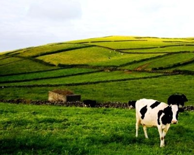 Açores: agricultores podem concorrer ao Prorural+ dentro de duas semanas