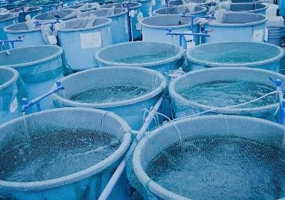 Açores aposta na aquacultura
