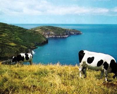 Açores: candidaturas abertas para apoio aos recursos genéticos na agricultura