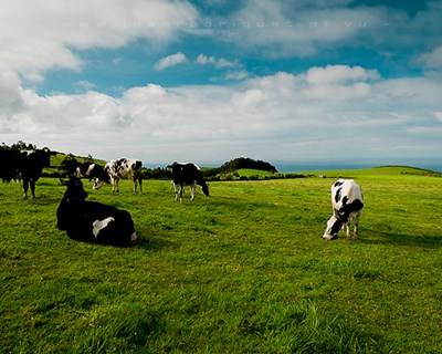 Açores: CDS quer adaptar à região legislação que regula cadeia agroalimentar
