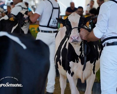 Açores: Certificação oficial do leite de pastagem trará “claras vantagens”