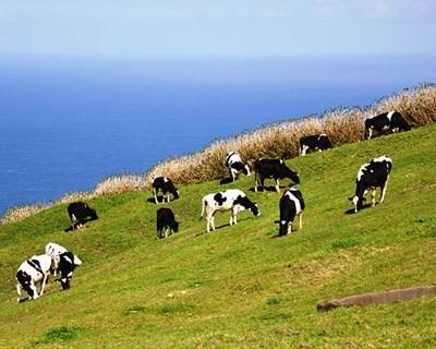 Açores exportam pela primeira vez bovinos vivos para Marrocos