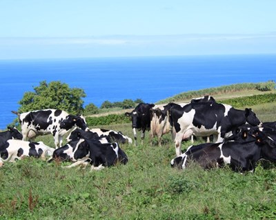 Açores: há um novo apoio para alimentação de animais
