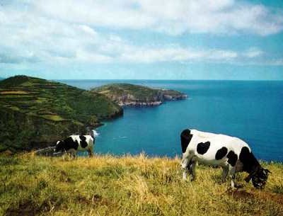 Açores: meia centena de produtores de leite querem abandonar atividade