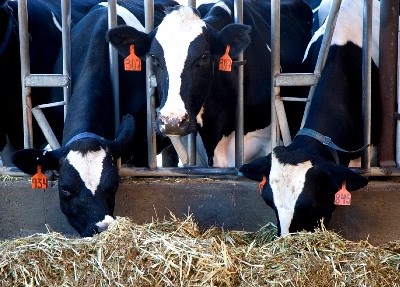 Açores: O escoamento de bovinos das Flores