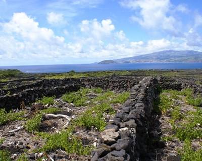 Açores: Pico prepara-se para duplicar produção de castas nobres