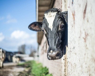 Açores: Produtores querem habilitação para exportar bovino para Hong Kong