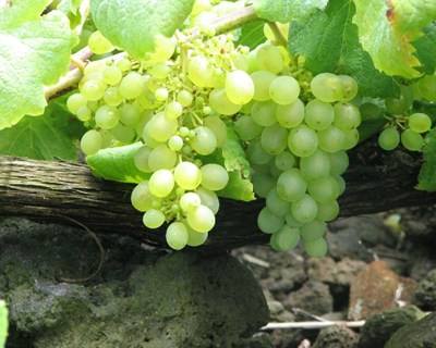 Açores: produtores querem maior valorização do vinho verdelho dos Biscoitos