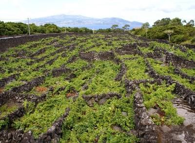 Açores: projeto de recuperação salva da extinção castas tradicionais