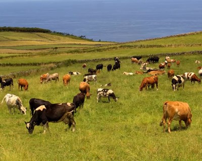 Açores: reforço de €21 milhões de projetos de modernização agrícola
