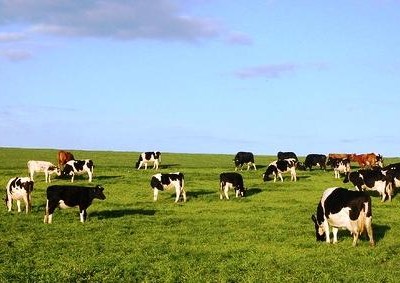 Açores: setor da agricultura conta com novos projetos