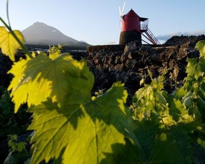Açores: setor vitivinícola é aposta estratégica