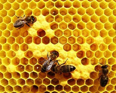 Açores vão ter até ao verão plano de ação para a apicultura