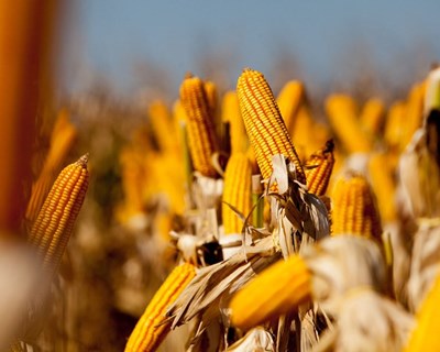 Adaptação da cultura do milho às alterações climáticas