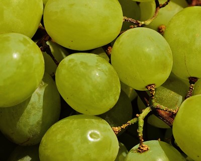 Adega Cooperativa de Guimarães recebeu 850 toneladas de uvas
