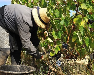 Adegas de Setúbal oferecem experiências na apanha da uva