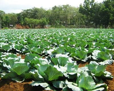 ADICES promove “Rotas da Agricultura”