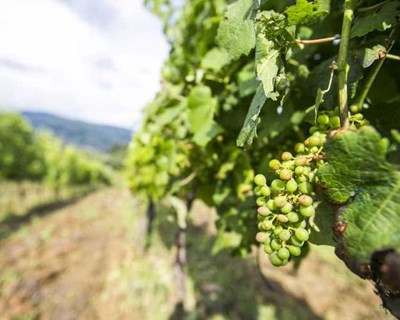 ADVID é parceira de projeto europeu sobre proteção da Biodiversidade na Viticultura
