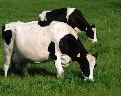 AESA avalia bem-estar de vacas leiteiras nas pequenas explorações