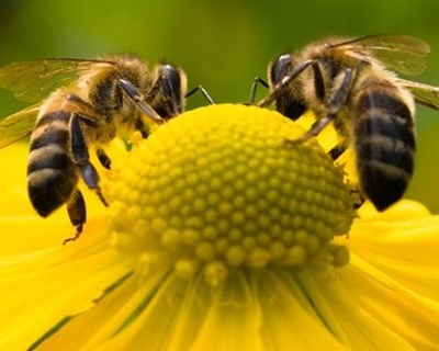 AESA pede dados sobre abelhas e pesticidas