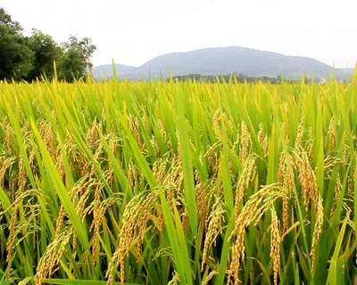 Agrária de Coimbra recebe duas palestras na área da Agricultura Biológica