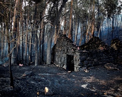Agricultores afetados pelos incêndios de 15 de outubro começam a receber €41,5 milhões