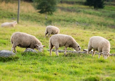 Agricultores australianos testam sensor ótico para medir qualidade do pasto