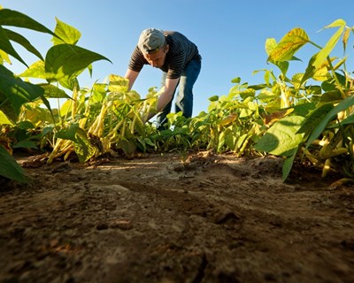 Agricultores de Vila Real reclamam apoios para amenizar estragos em estufas provocados pelo mau tempo