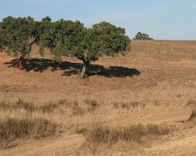 Agricultores do Alto Alentejo «apreensivos» por falta de chuva