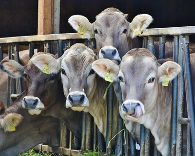 Agricultores enviam 10 toneladas de alimentos para animais em Gouveia