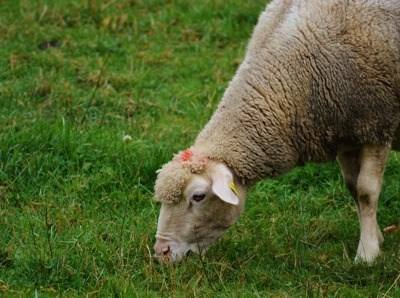 Agricultores pedem mais tempo para legalizar pecuárias