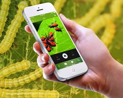 Agricultores têm mais uma app que deteta pragas e doenças